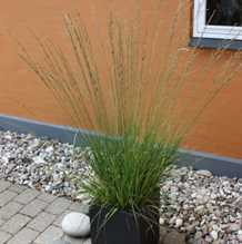 Blåtop   'Heidebraut'